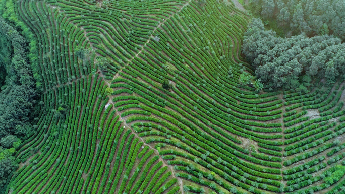 茶叶红茶采茶茶道泡茶倒茶茶山茶园黑茶绿茶