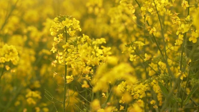 菜花油菜花蜜蜂春天蜜蜂菜花油菜田野油菜花