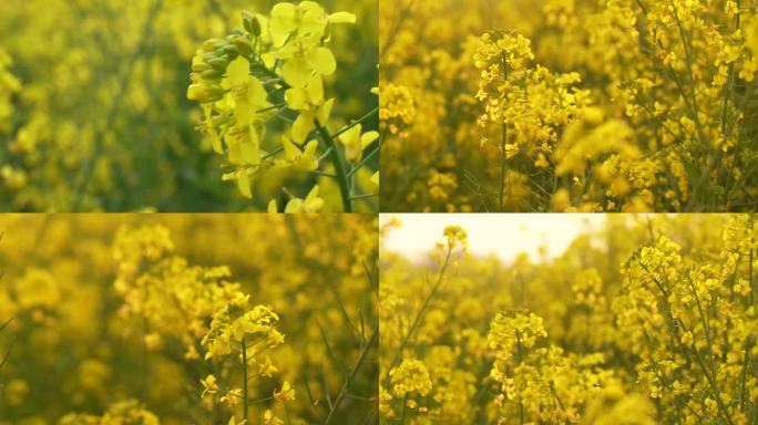 菜花油菜花蜜蜂春天蜜蜂菜花油菜田野油菜花