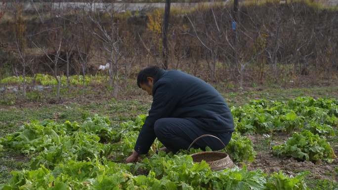 田间地头干农活1