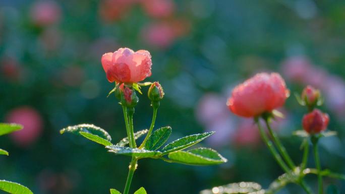 月季 玫瑰 鲜花 露水 露珠 花园