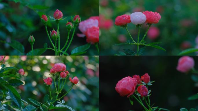 月季 玫瑰 鲜花 露水 露珠 花园