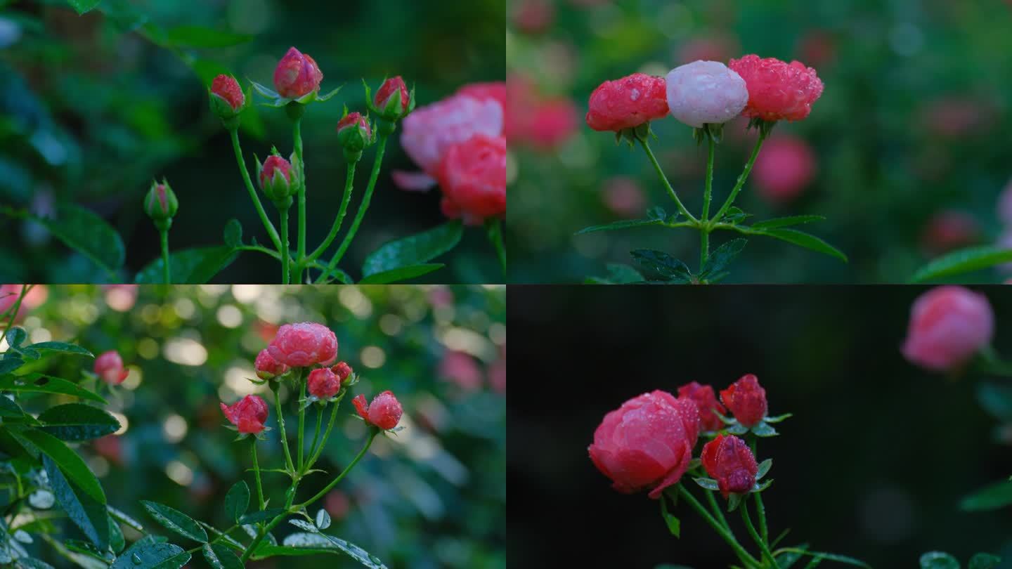 月季 玫瑰 鲜花 露水 露珠 花园