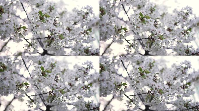 实拍春天济南五龙潭公园景区盛开的樱花