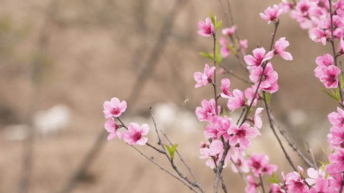 桃花 春天 开花 生机勃勃 春意盎然