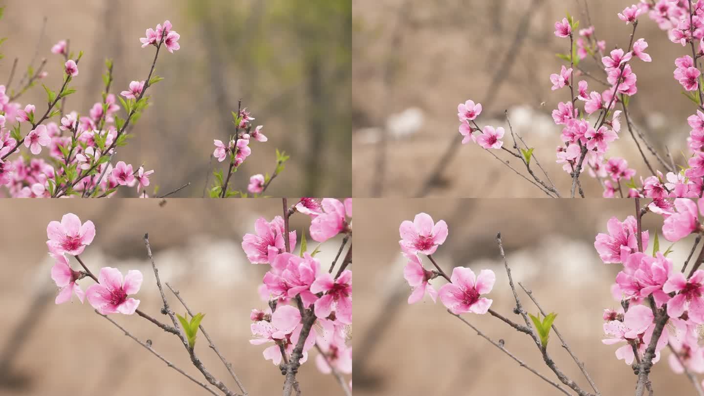 桃花 春天 开花 生机勃勃 春意盎然