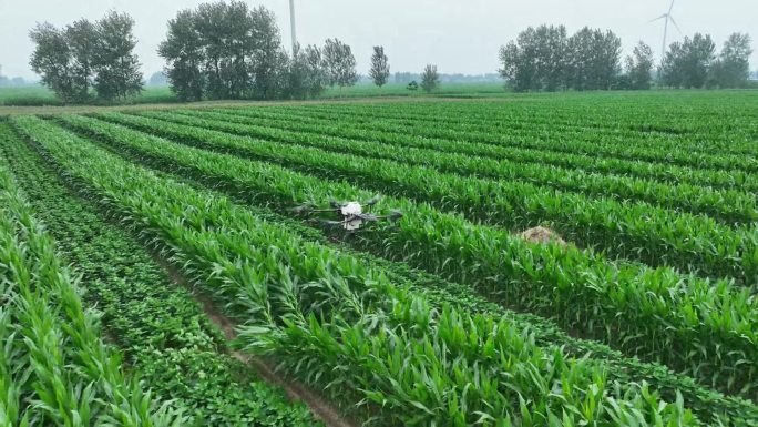 航拍玉米大豆复合种植 一喷三防无人机植保