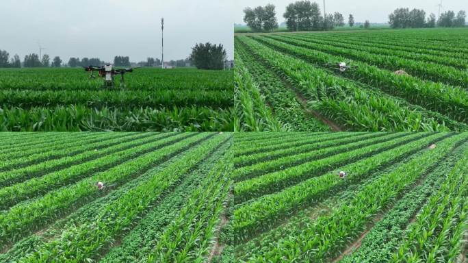 航拍玉米大豆复合种植 一喷三防无人机植保