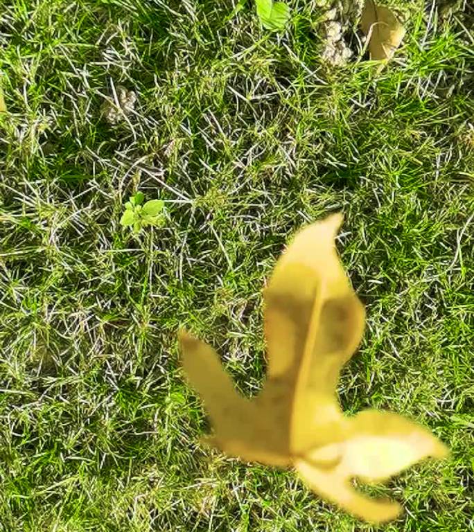 一片黄色落叶掉落草地上慢镜头空镜