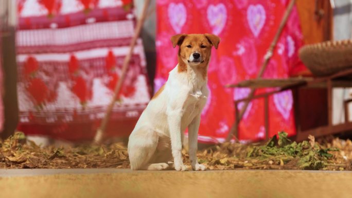 4K升格农村中华田园犬晒太阳空境