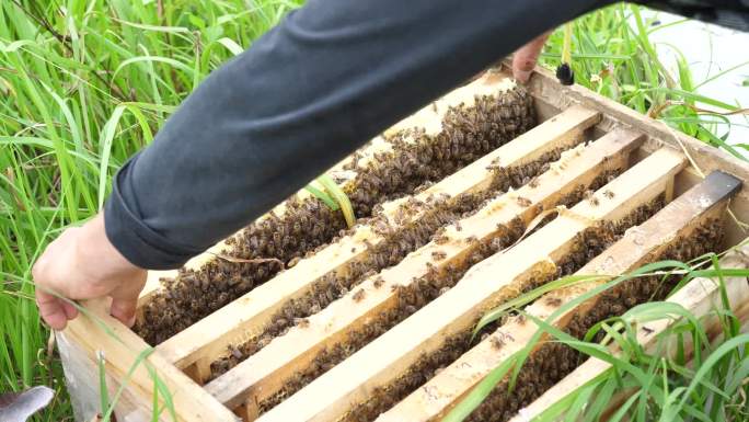 养蜂蜜蜂合集
