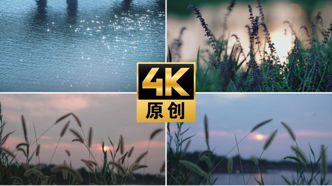 【4K】唯美夕阳狗尾巴草随风摇曳