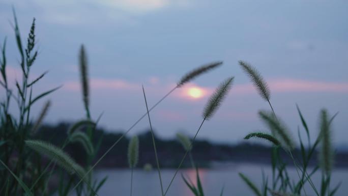 【4K】唯美夕阳狗尾巴草随风摇曳