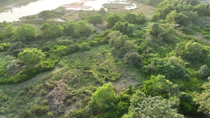 深圳南山区华侨城湿地公园航拍