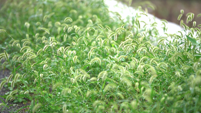 唯美写意 雨后植物 狗尾巴草 植物空镜