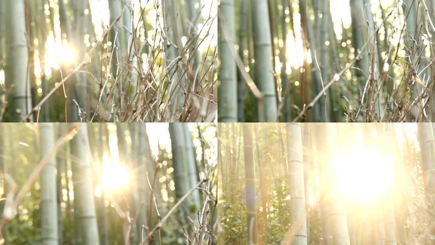 京都竹林逆光竹林阳光穿过竹子绿化生态