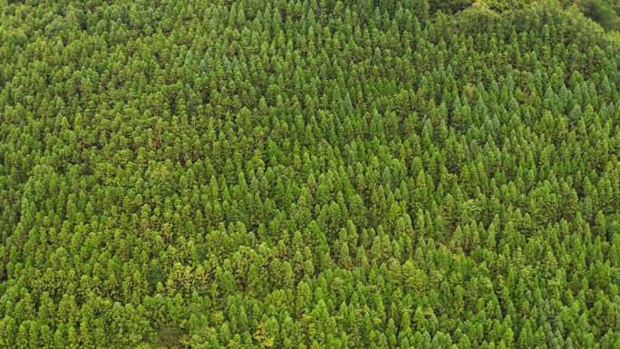 【原创】4k航拍俯拍森林树林