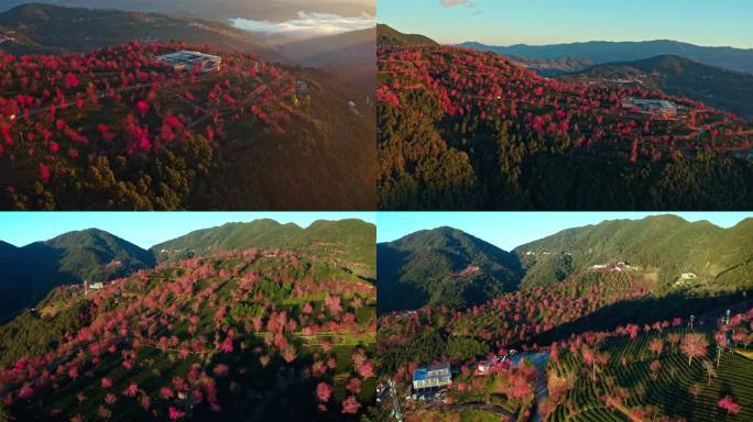 航拍大理无量山樱花谷清晨4K