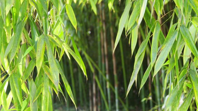 竹子背景唯美清新竹林阳光竹叶和煦温暖阳光