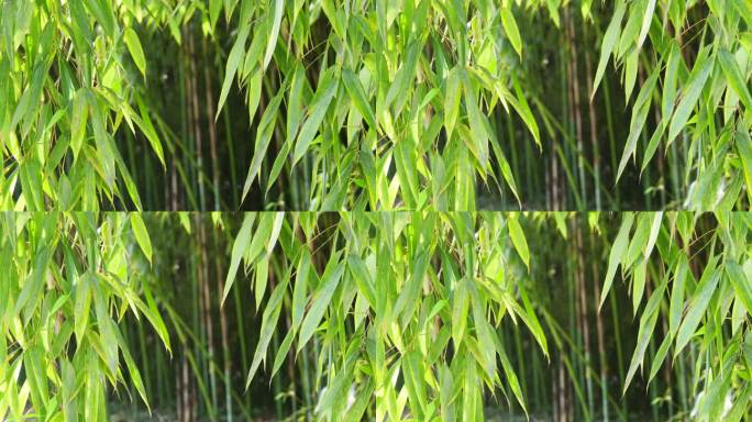 竹子背景唯美清新竹林阳光竹叶和煦温暖阳光