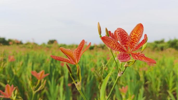 黄花菜