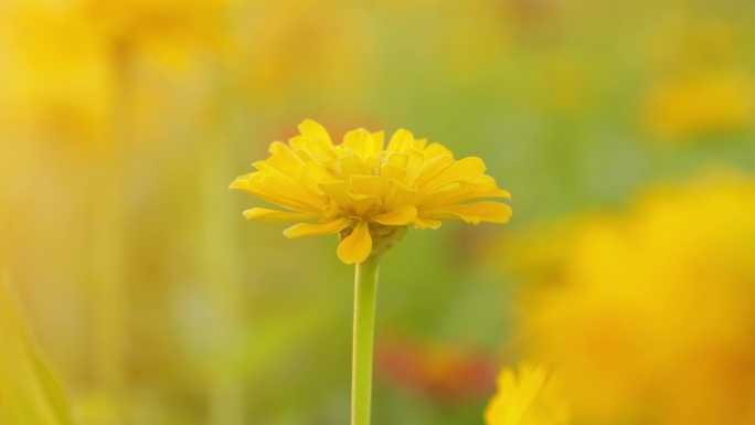 百日菊