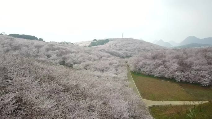 贵州贵安万亩樱花园