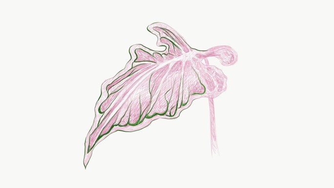 Caladium、象耳或Colocasia植物的插图