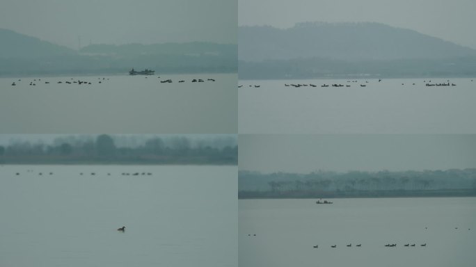 武汉江夏鲁湖湖面上成群的野鸭和路过的渔船