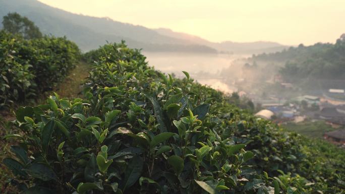 泰国湄洪松上午的茶厂