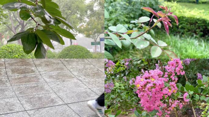 雨天场景、雨中的各种植物 02