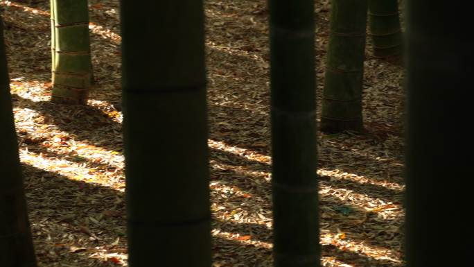 竹林。光线和阴影绿竹