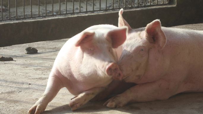 养猪 养猪场 养殖业 猪圈 猪仔