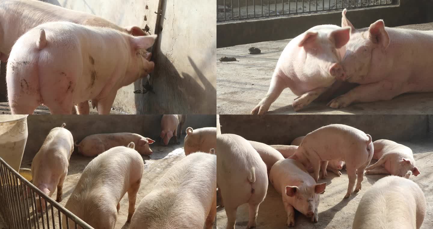 养猪 养猪场 养殖业 猪圈 猪仔