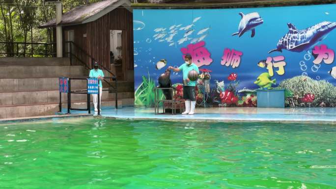 杭州动物园海狮精彩表演