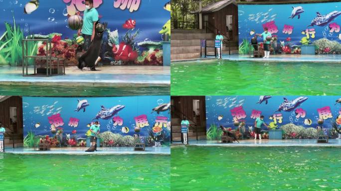 杭州动物园海狮精彩表演