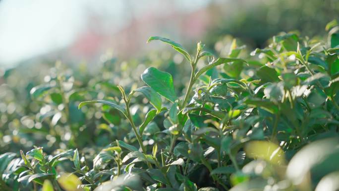 无量山樱花谷茶叶种植园4K