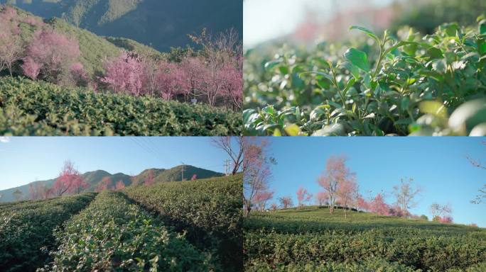 无量山樱花谷茶叶种植园4K