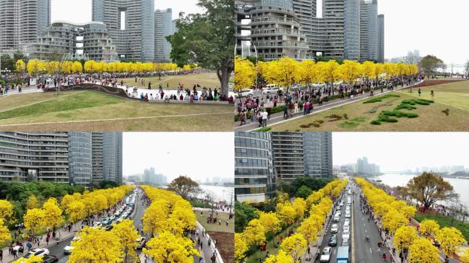 广州三月黄风铃花