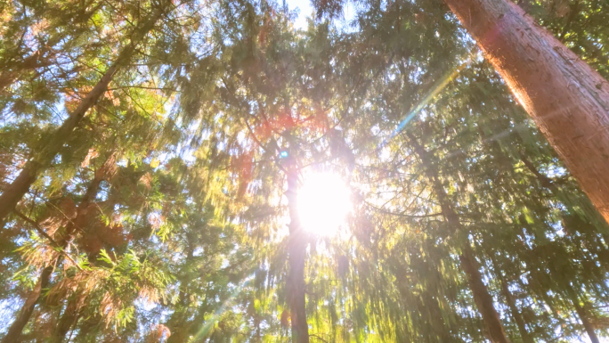 云南深秋 树林中的光影变化 4K升格拍摄