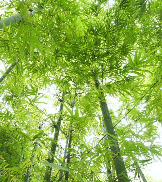 4K垂直竹叶，带镜头光斑和风。