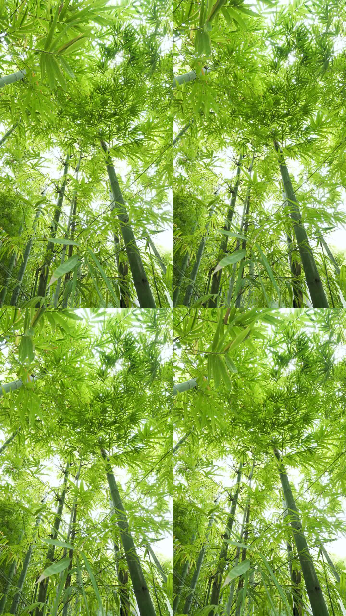 4K垂直竹叶，带镜头光斑和风。