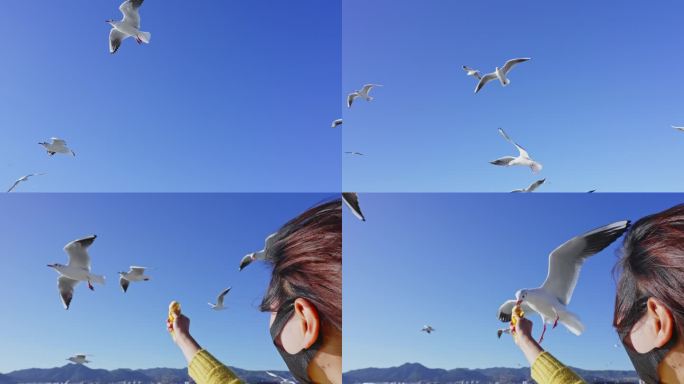 昆明海埂大坝喂海鸥红嘴鸥，视频素材