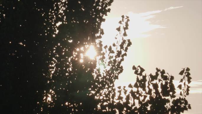 4K-金色夕阳树影