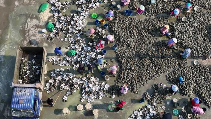 航拍浙江诸暨山下湖珍珠之乡淡水养殖剖蚌场