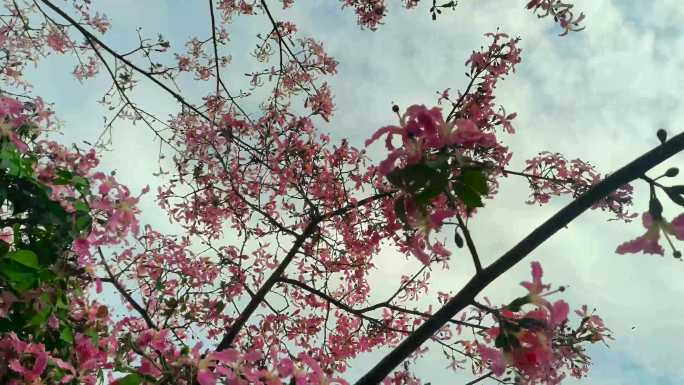路边开满花的洋紫荆树