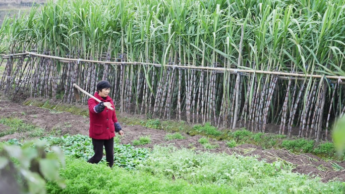 农妇扛着锄头在甘蔗地行走