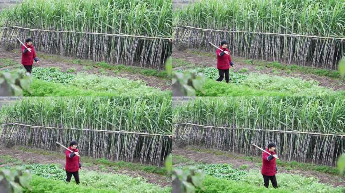 农妇扛着锄头在甘蔗地行走