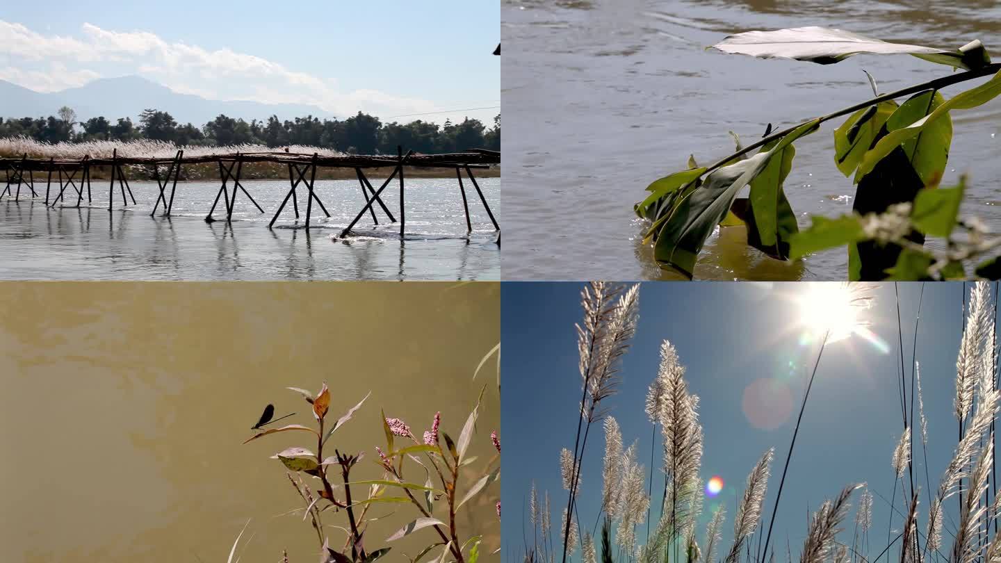 河流大自然芦苇生态保护