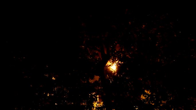 夜间暴风雪树影婆娑树木剪影路灯下的树木